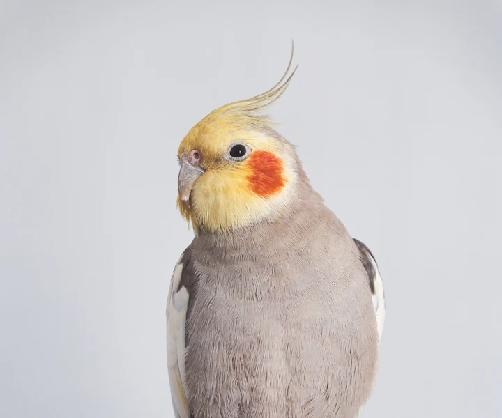 Nimfa Kiwi z pomarańczowymi policzkami