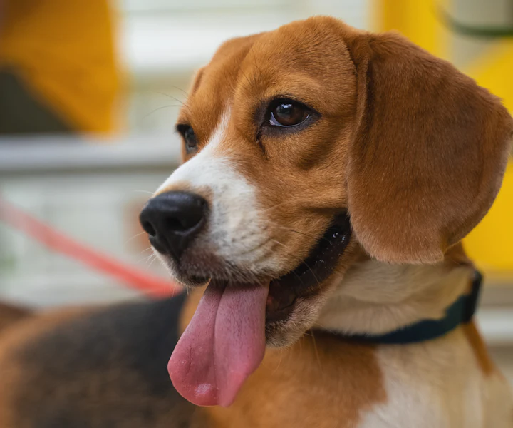 Beagle Fasola patrzy w obiektyw