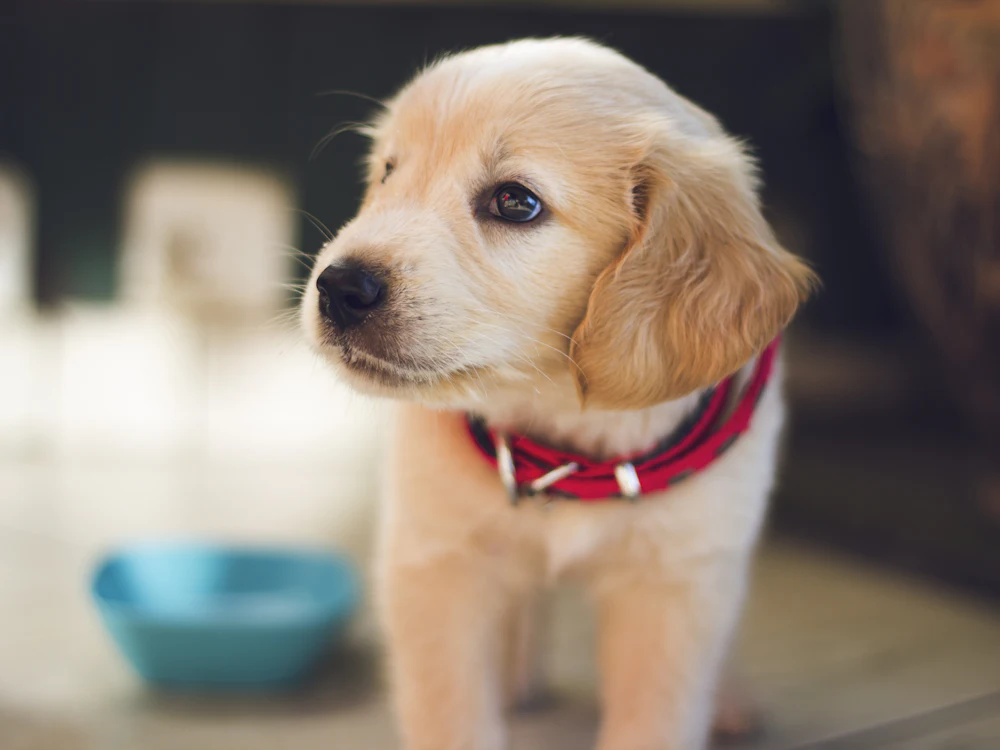 Szczeniak golden retrievera w czerwonej obroży